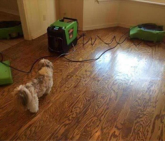 wet floor, dog, green equipment