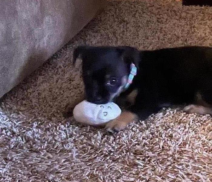 puppy playing with toy on carpet